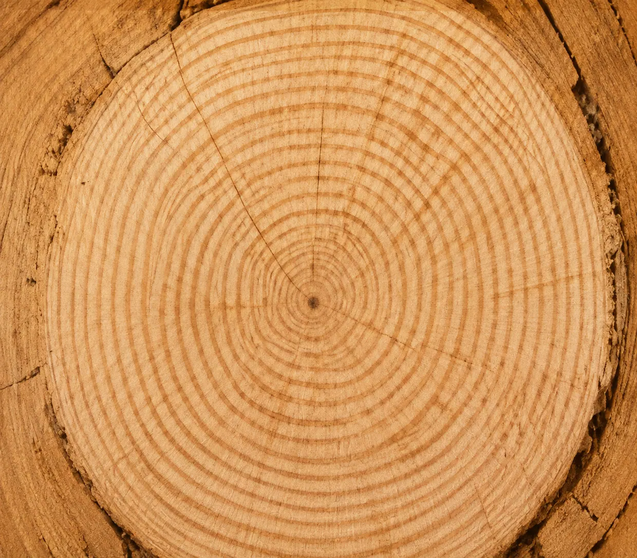 Close-up of birch growth rings